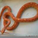 NiklasTyreso